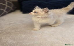 Ragdoll cats for sale: Ragdoll Kittens  - Advert 8