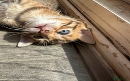 Bengal cats for sale: Snow Mink/Brown Rossette Blue Eyed Bengals - Image 18