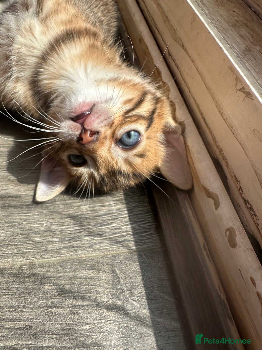 Bengal cats for sale: Snow Mink/Brown Rossette Blue Eyed Bengals - Image 18
