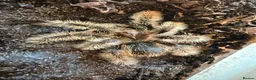 Tarantulas invertebrates for sale: Young Curley Hair Tarantula  - Advert 2