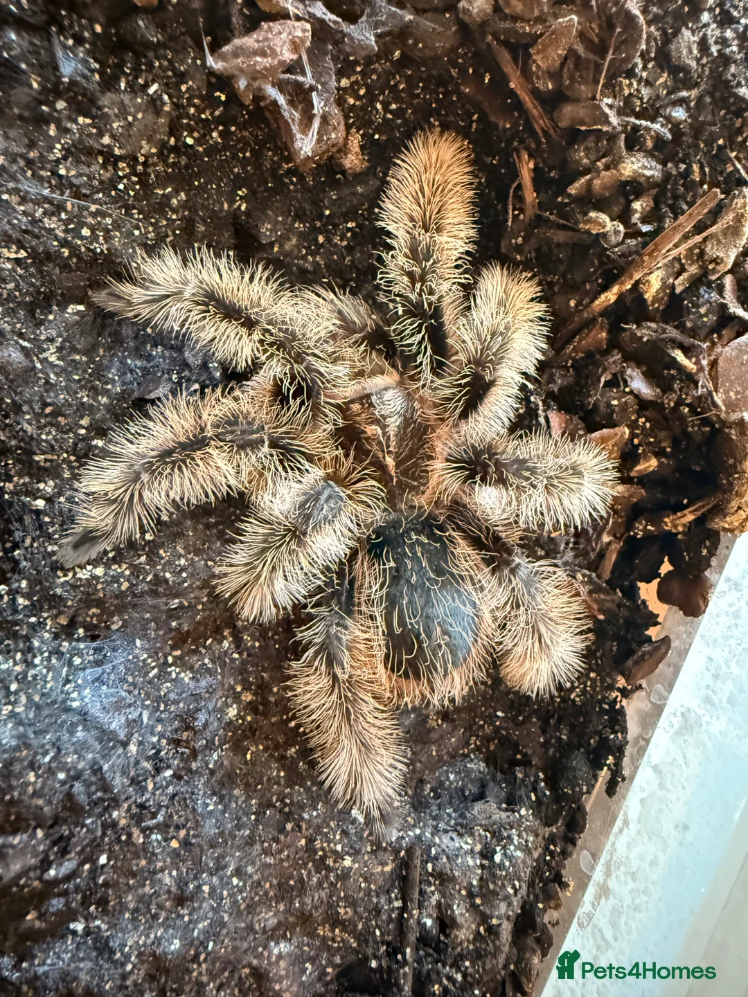 Tarantulas invertebrates for sale: Young Curley Hair Tarantula  - Advert 2