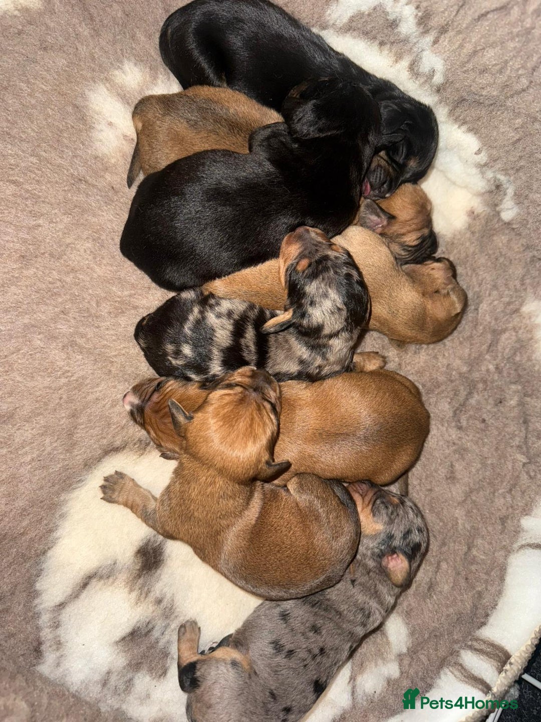 Mixed Breed dogs for sale: Cavapoo x Dachshund  - Advert 2