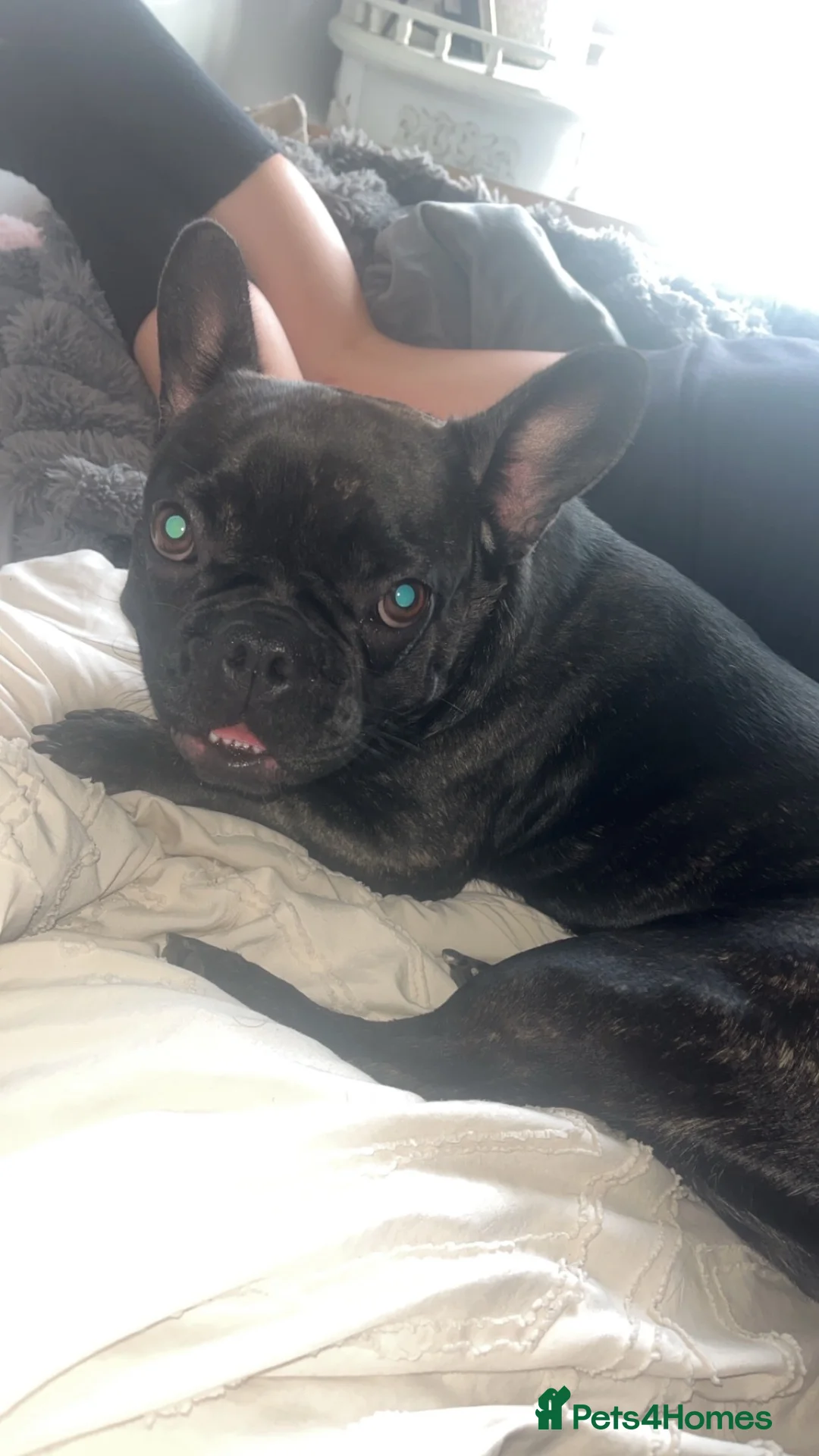 French Bulldog dogs for sale: French bulldog female  in Sunbury-on-Thames - Advert 2