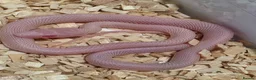 Corn Snake reptiles for sale: Baby corn snakes palmetto bloodred piedside  - Advert 5