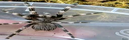 Tarantulas invertebrates for sale: Nhandu Chromatus Tarantula - Advert 4