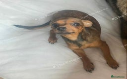 Jack Russell dogs for sale: jack russel girl  - Image 1