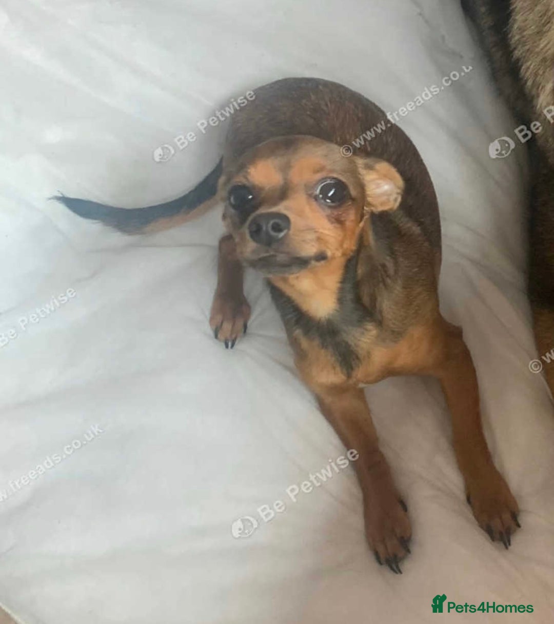 Jack Russell dogs for sale: jack russel girl  - Image 1