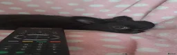 Chihuahua dogs for sale: Meet "Ernesto" last long coat chihuahua puppy - Advert 21