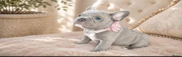French Bulldog dogs for sale: LILAC,BLUE,FLUFFY - Advert 7