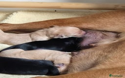 Labrador Retriever dogs for sale: Kc labrador pups available October  - Image 1