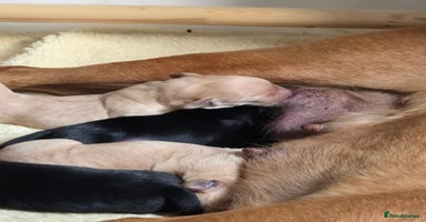 Labrador Retriever dogs - Advert 3