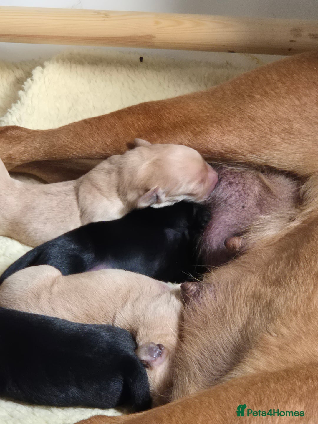Labrador Retriever dogs for sale: Kc labrador pups available October  - Image 1