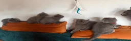 British Shorthair cats for sale: Blue BSH kittens looking new home - Advert 12