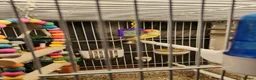 Finches birds for sale: Beautiful starfinchs 2 pairs - Advert 3