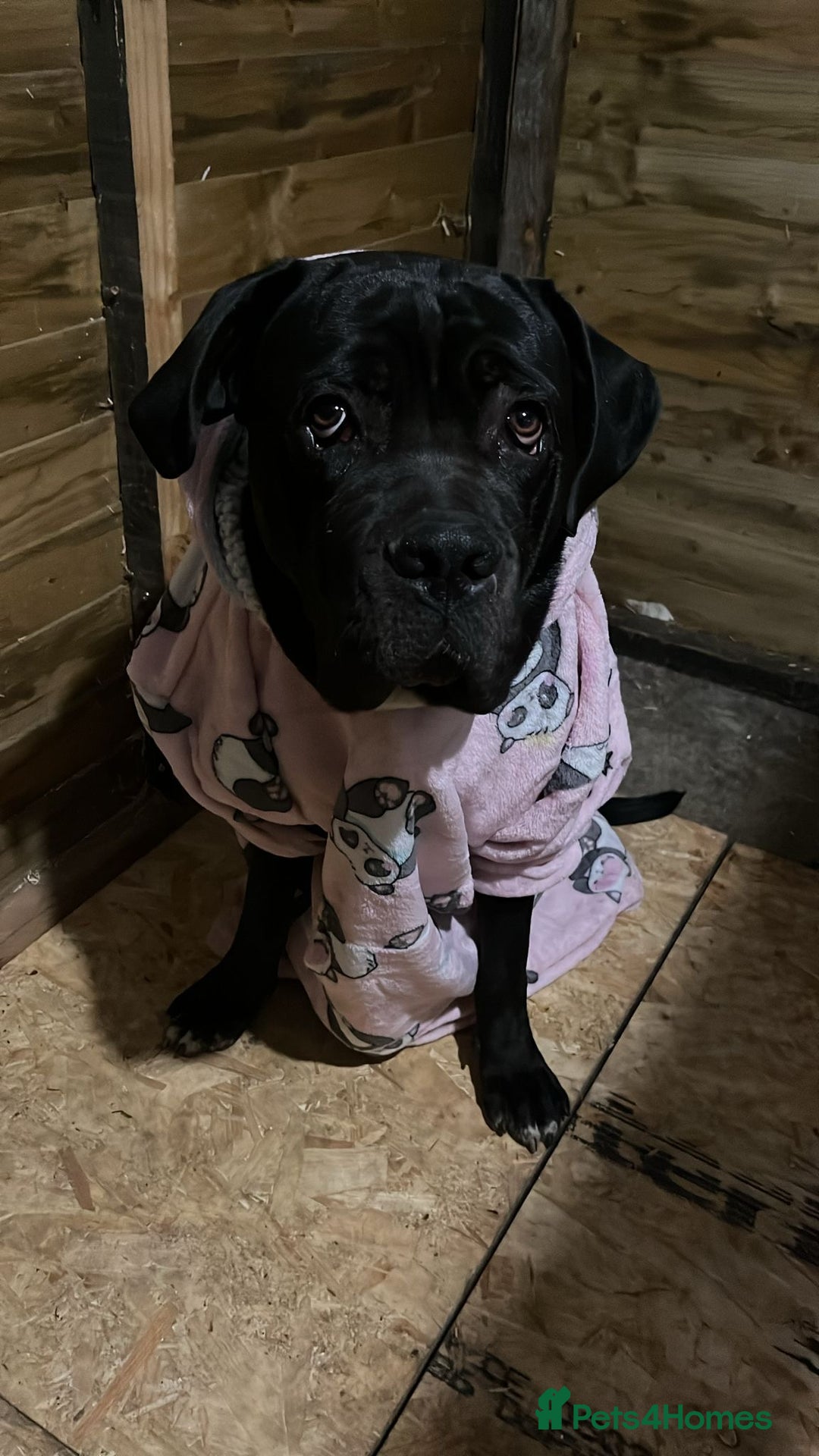 Cane Corso dogs for sale: PURE CANE CORSO MALE - Advert 2