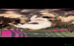 Persian cats for sale: Beautiful Calico pedigree Persian female kitten  - Image 20