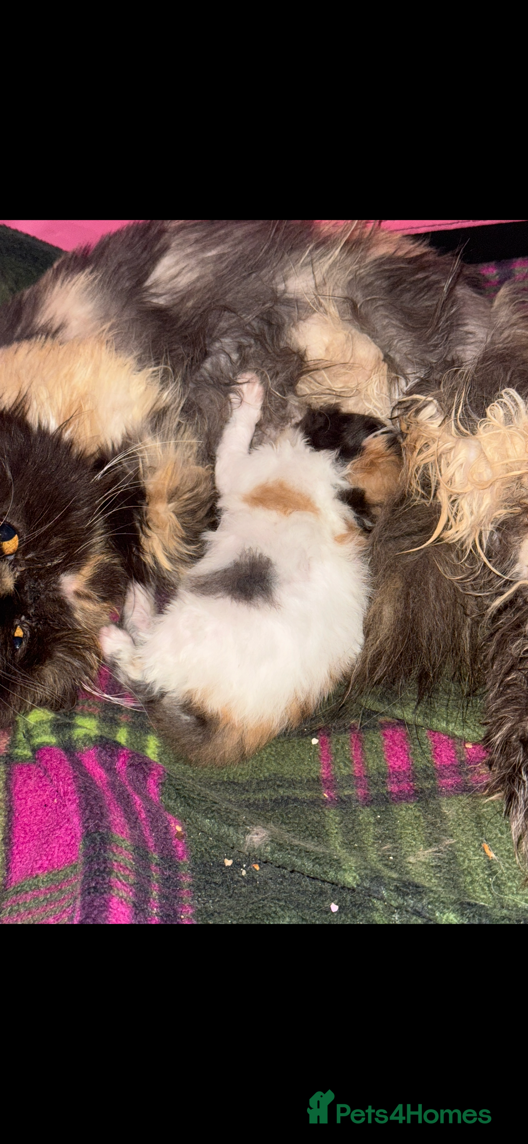 Persian cats for sale: Beautiful Calico pedigree Persian female kitten  - Image 20