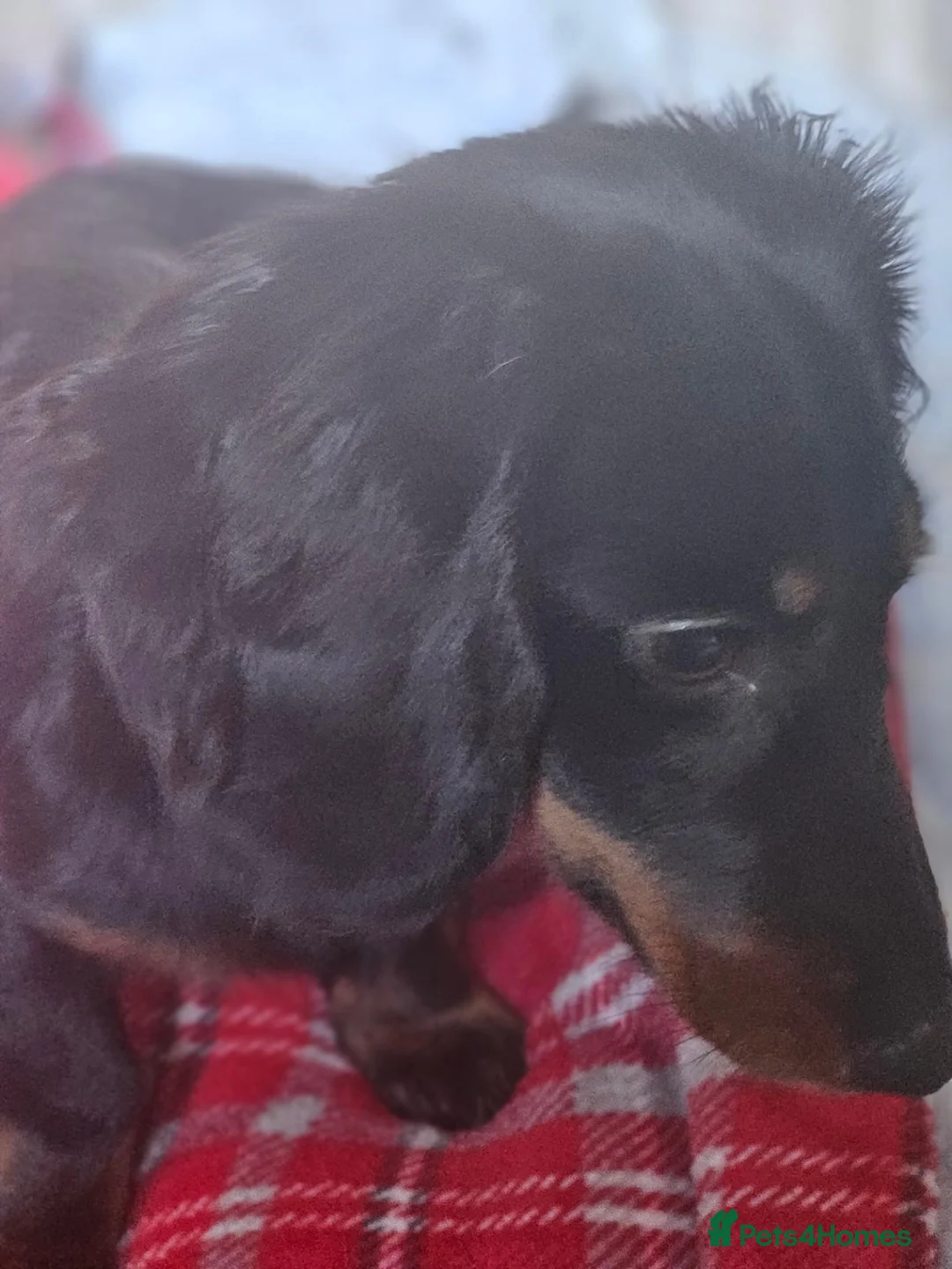 Dachshund dogs for sale: Mini dashound female puppy - Advert 9