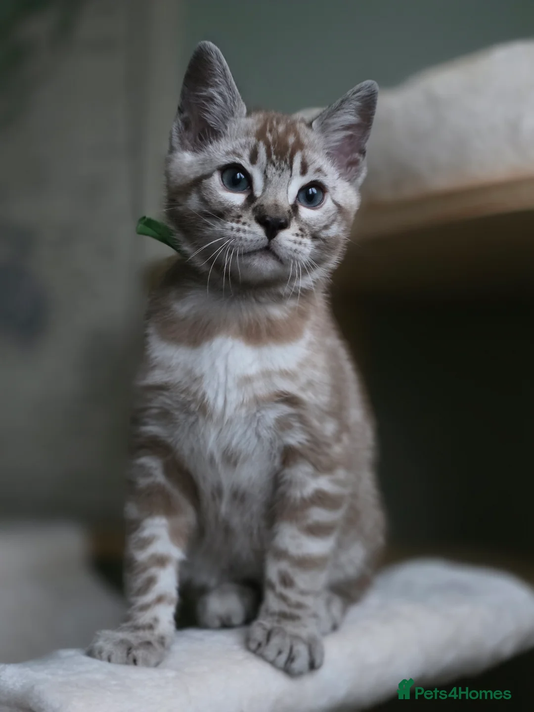 Bengal cats for sale: ❄️Outstanding Silver Snow Bengal Kittens❄️ - Advert 14