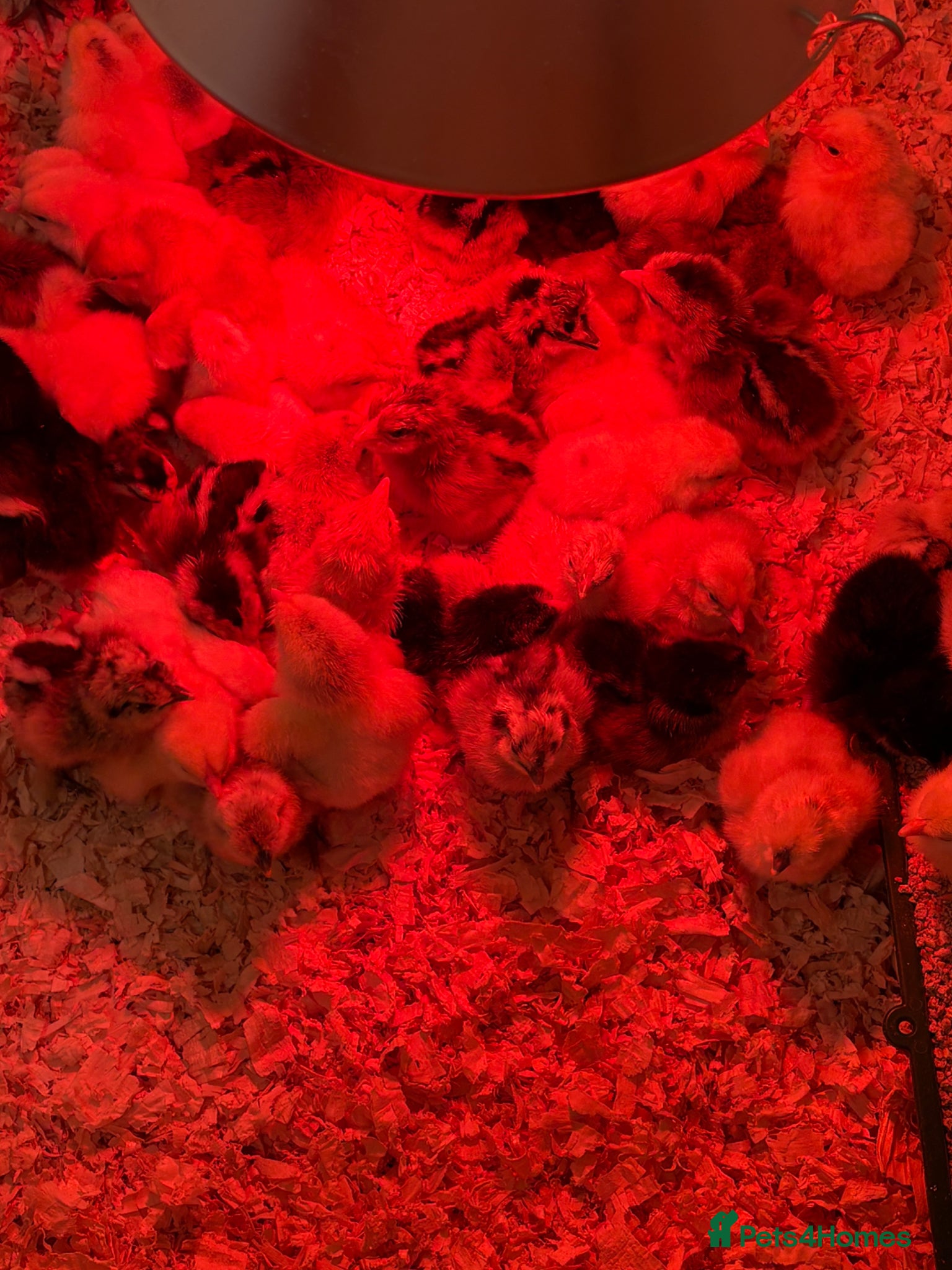 Chickens poultry Day old chicks  - Advert 12