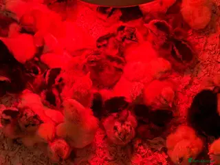 Chickens poultry Day old chicks - Advert 1