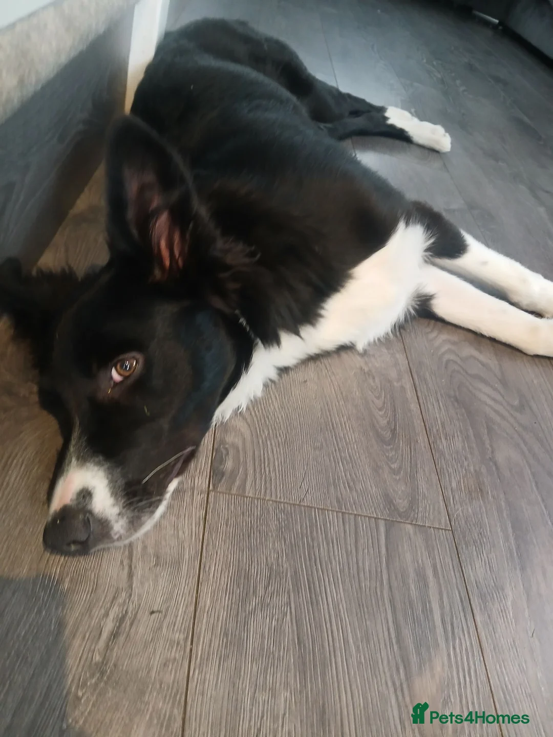 Border Collie dogs for sale: Rex border collie - Advert 5