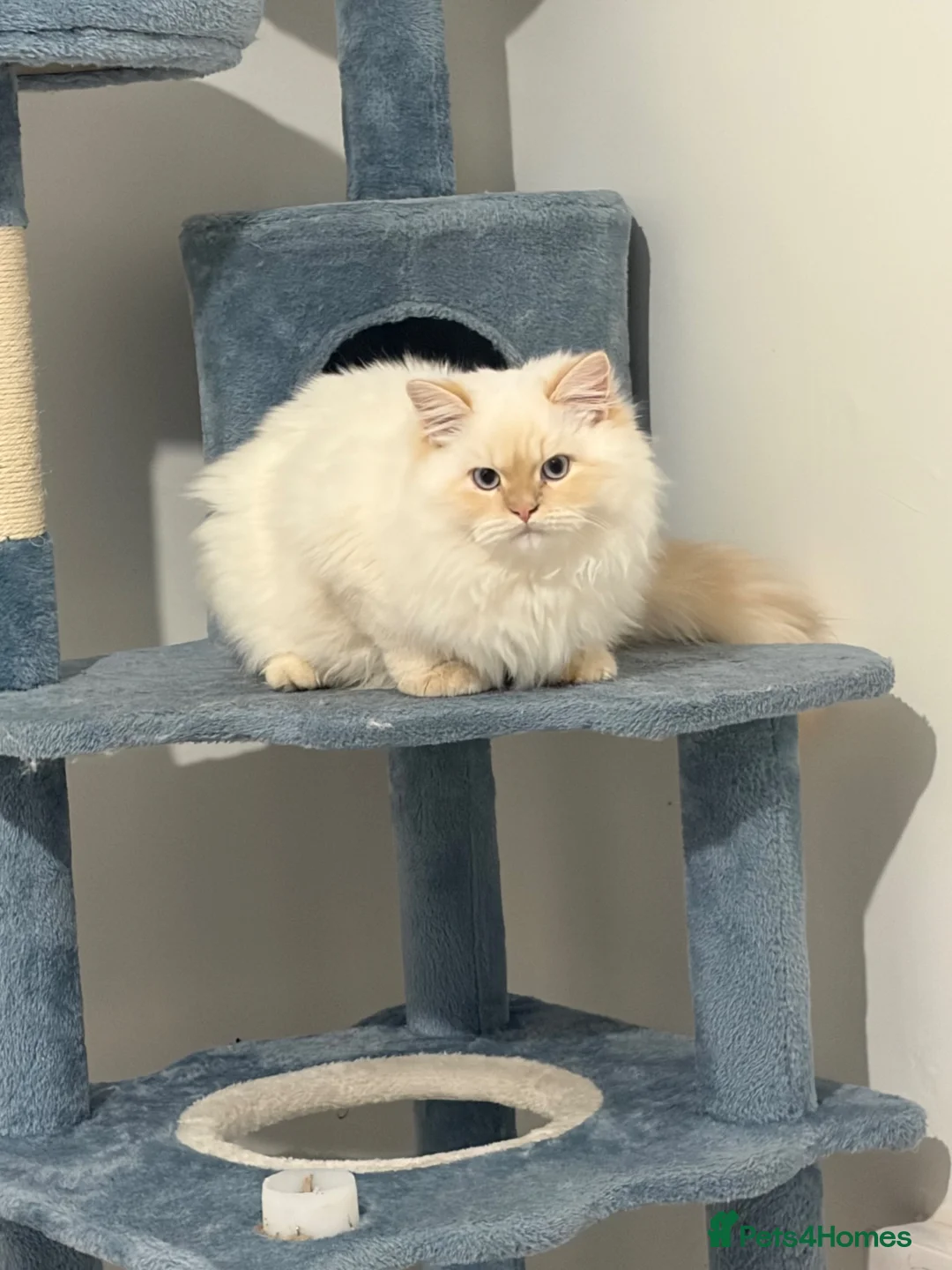 Persian cats for sale: Persian and British Shorthair Kittens  - Advert 2