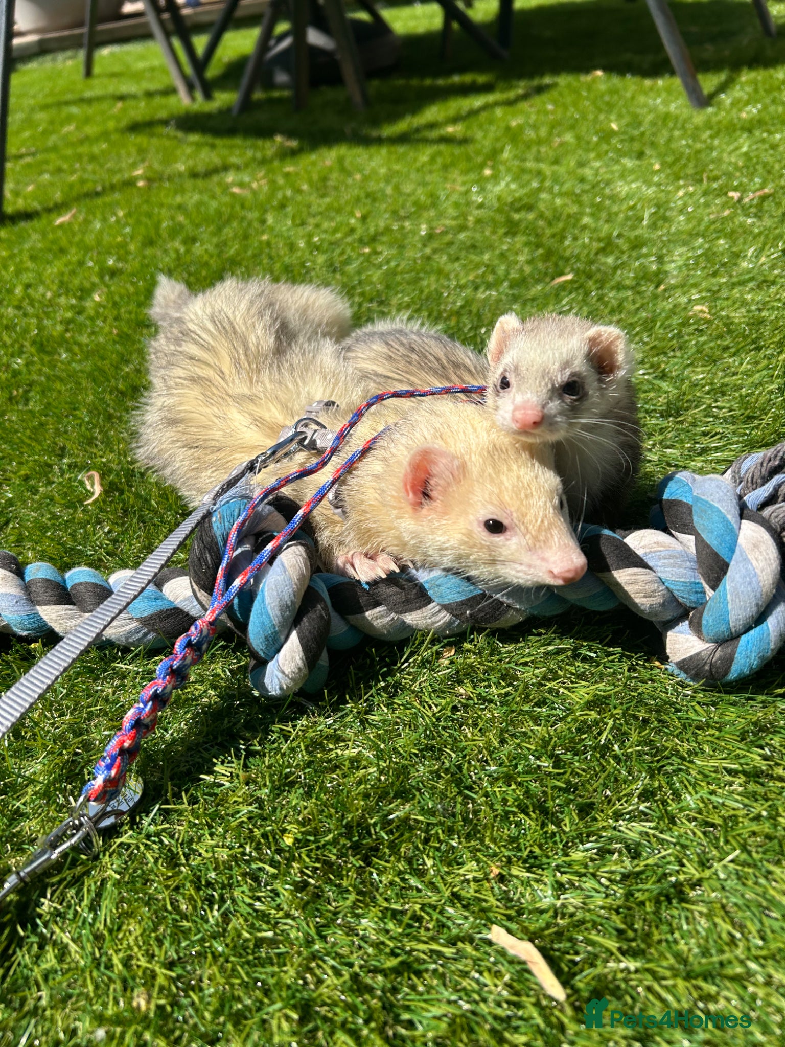 Ferret rodents (STILL AVAILABLE) Two hobs for rehoming. - Advert 14