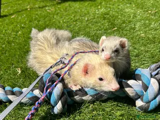 Ferret rodents (STILL AVAILABLE) Two hobs for rehoming. - Advert 14