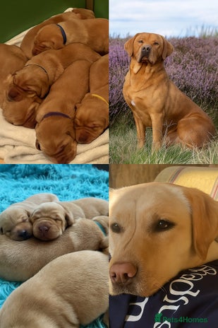 Labrador Retriever dogs - Advert 3