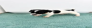 Jack Russell 3