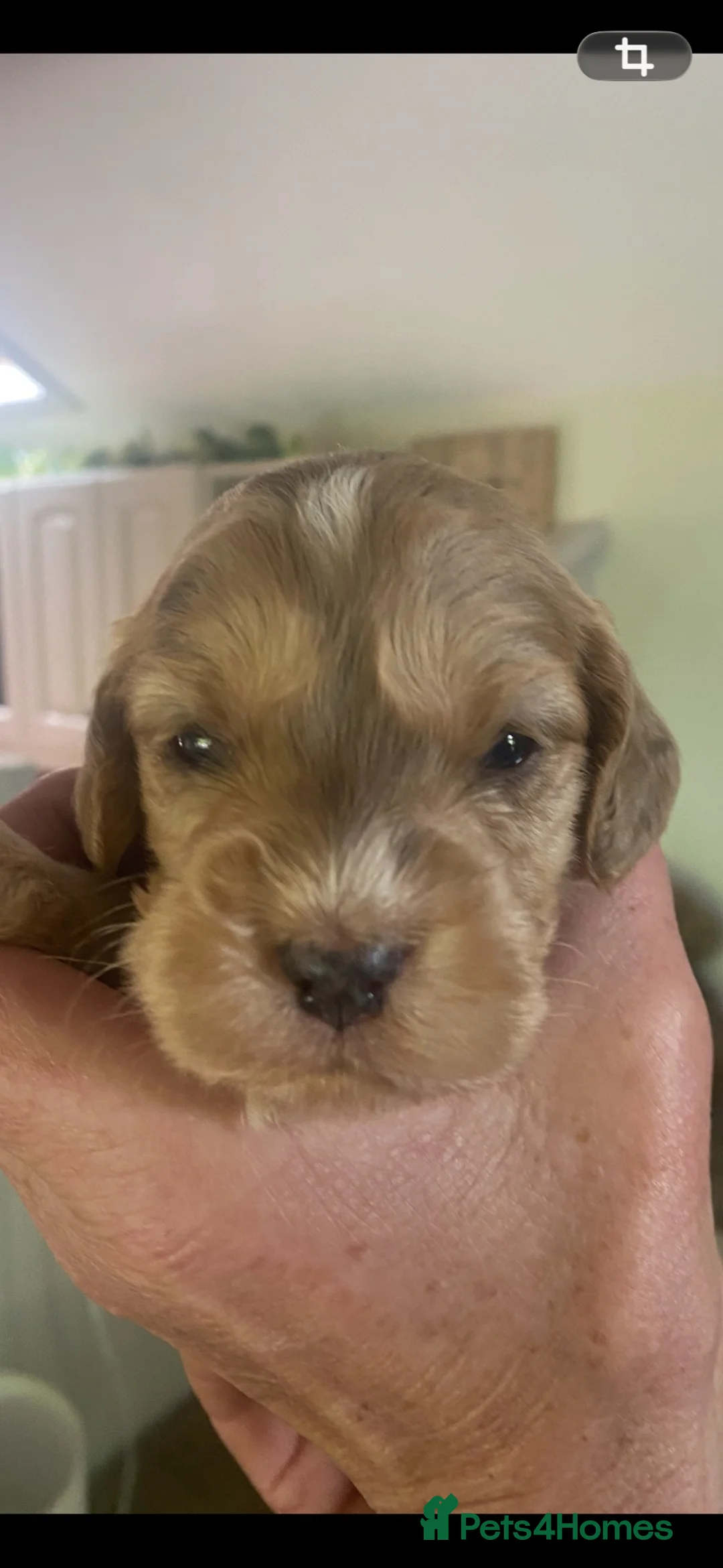 Cockapoo dogs for sale: F1 Show Type Sable Merle Cockapoos ONLY  2 LEFT - Advert 10