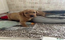Labrador Retriever dogs for sale: Deep Fox Red KC FTCH labpups Health Tested Parents - Image 3