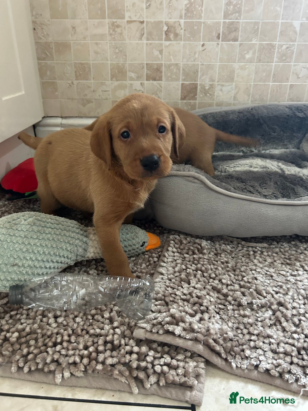 Labrador Retriever dogs for sale: Deep Fox Red KC FTCH labpups Health Tested Parents - Image 3