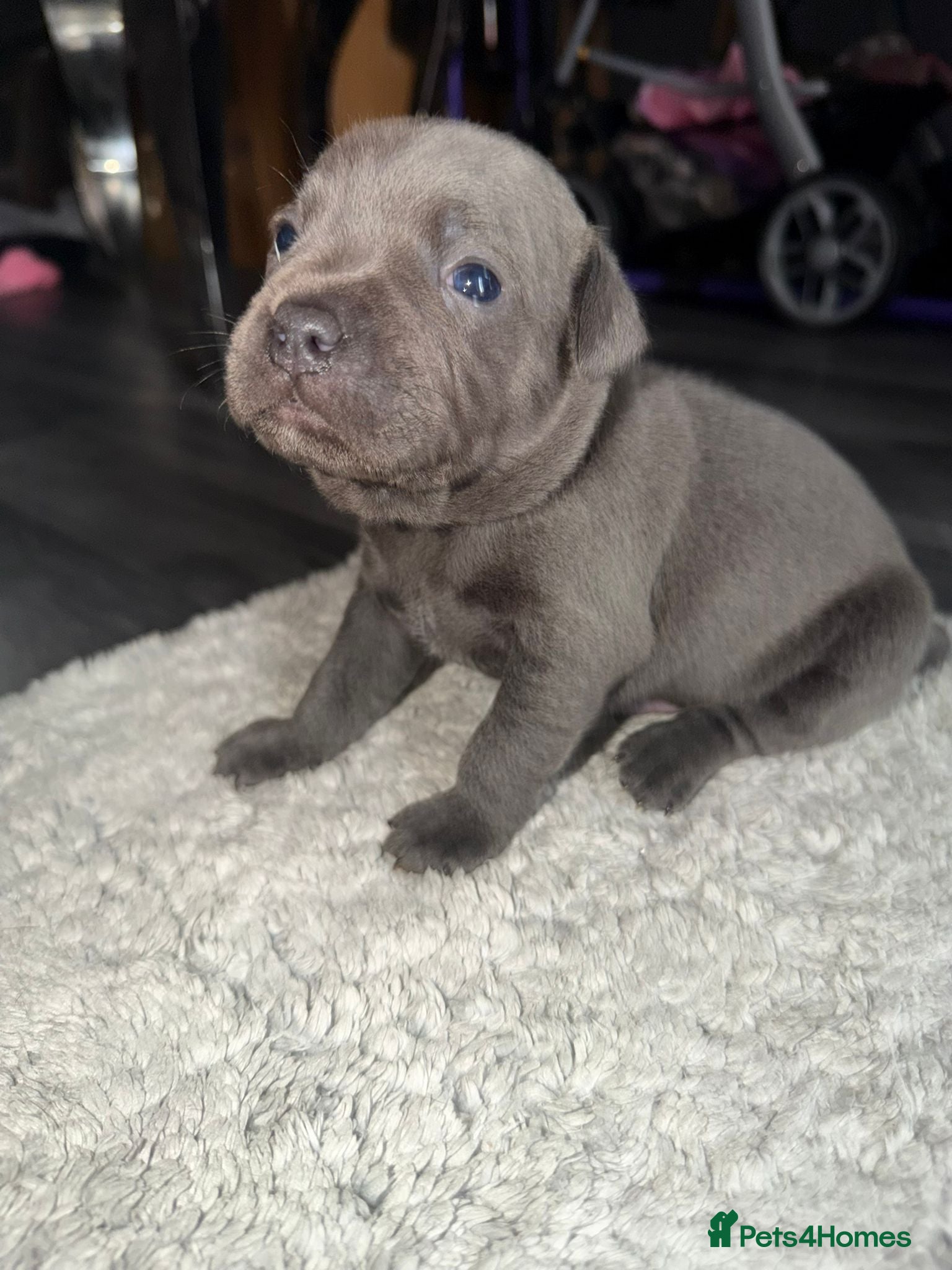 Staffordshire Bull Terrier dogs 7 beautiful KC staffy puppy’s  - Advert 8