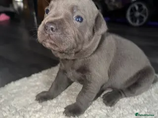 Staffordshire Bull Terrier dogs 7 beautiful KC staffy puppy’s - Advert 8