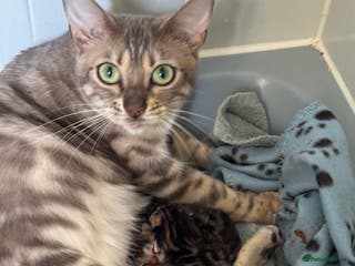 Bengal cats Tics active mink carrier of blue female - Advert 1