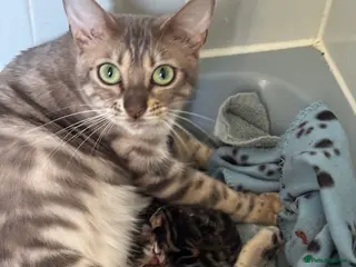 Bengal cats Tics active mink carrier of blue female - Advert 9