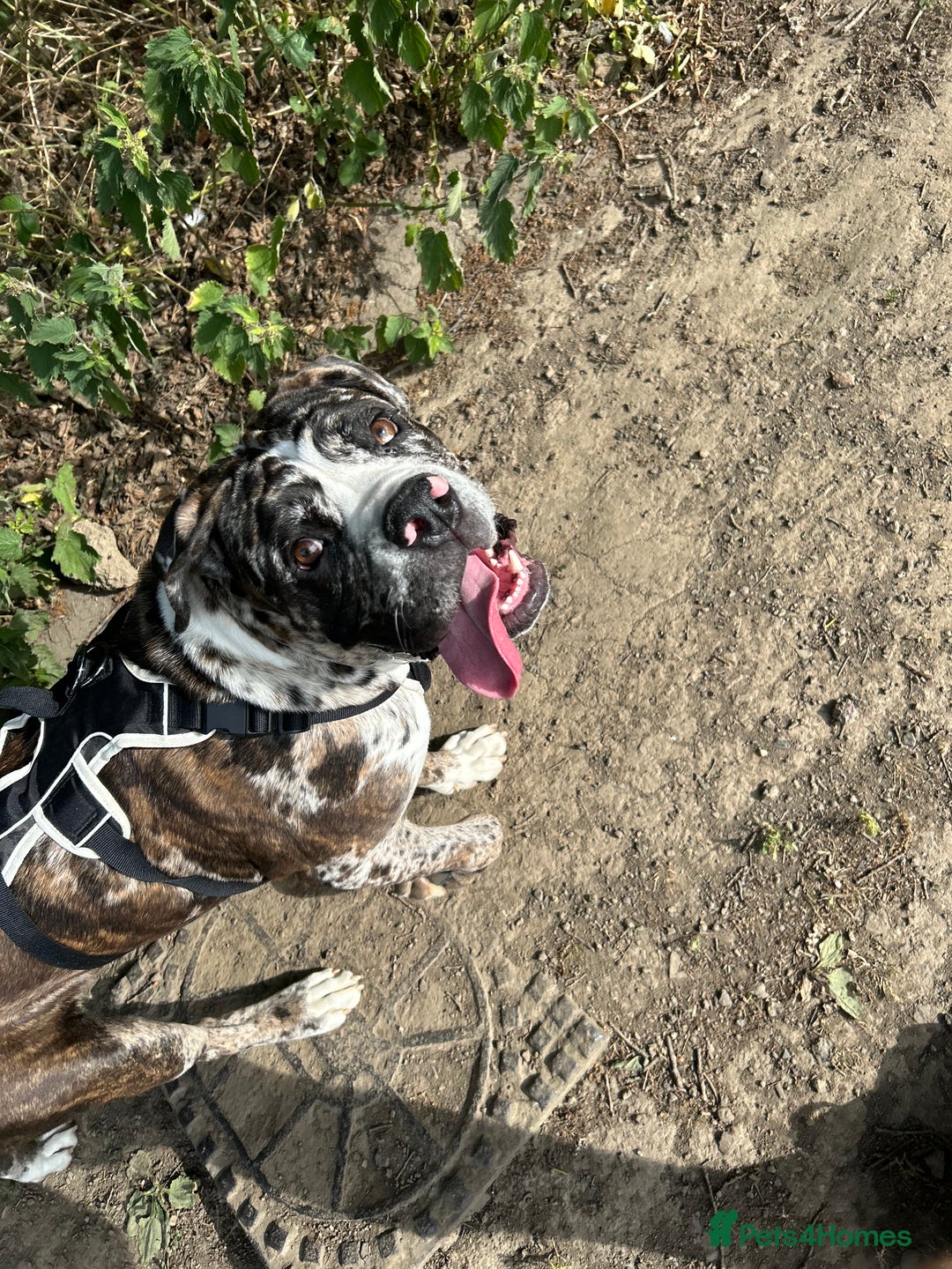 Cane Corso dogs for sale: Cane corso - Image 6