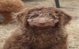 Labradoodle dogs for sale: Outstanding Part Trained Labradoodles F1b - Image 5