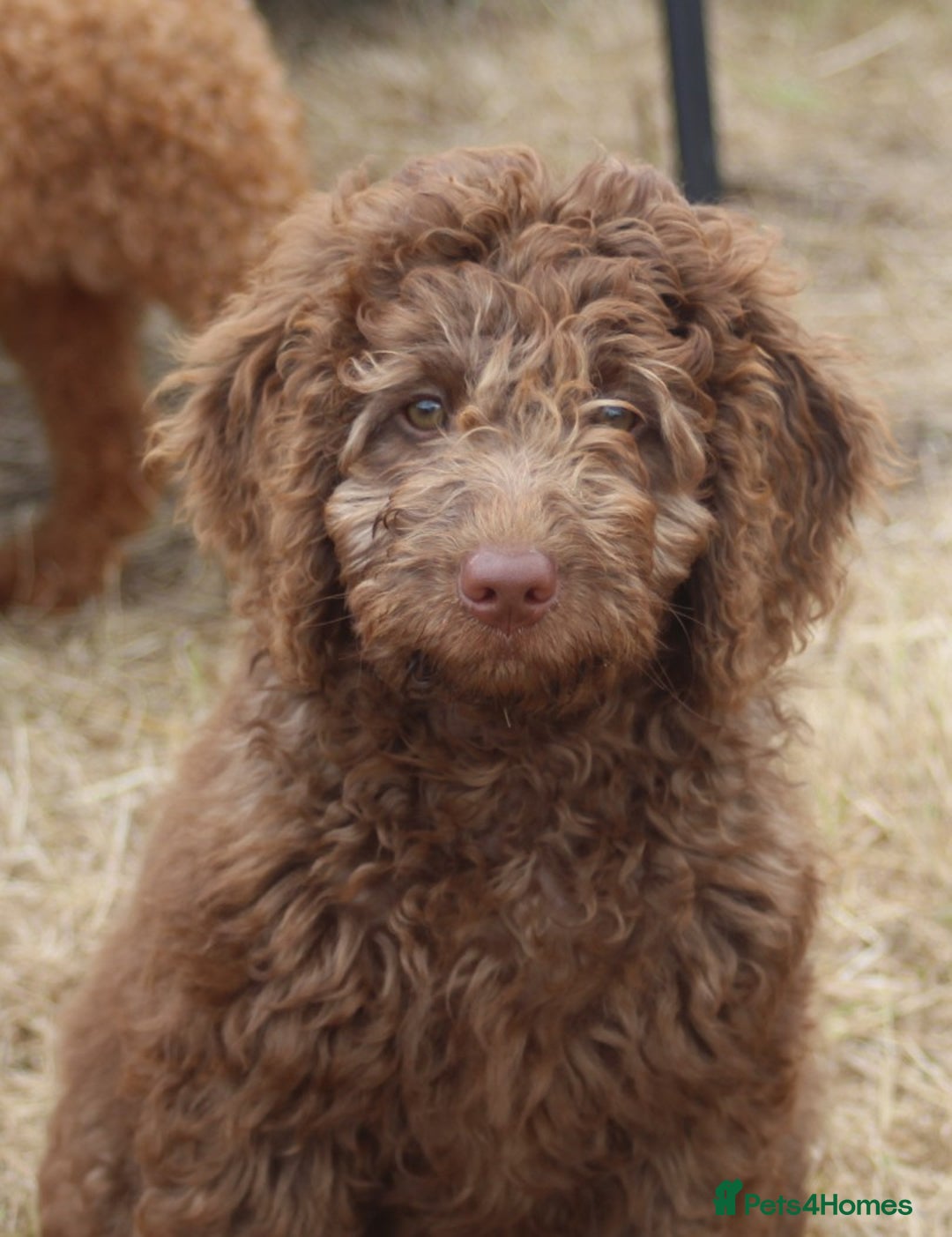 Labradoodle dogs for sale: Outstanding Part Trained Labradoodles F1b - Image 5