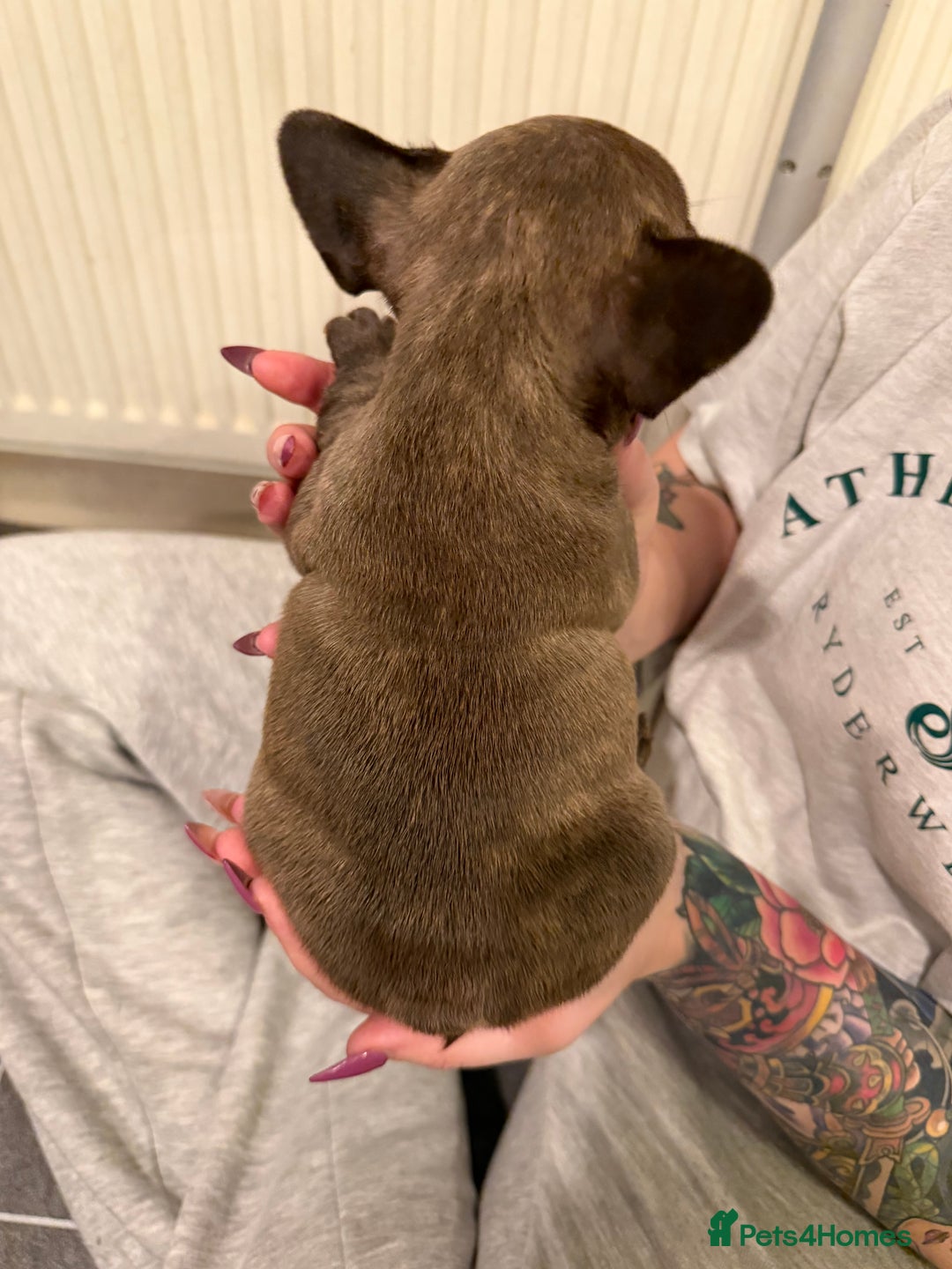 French Bulldog dogs for sale: Beautiful French bulldog puppies 🐶  - Advert 10