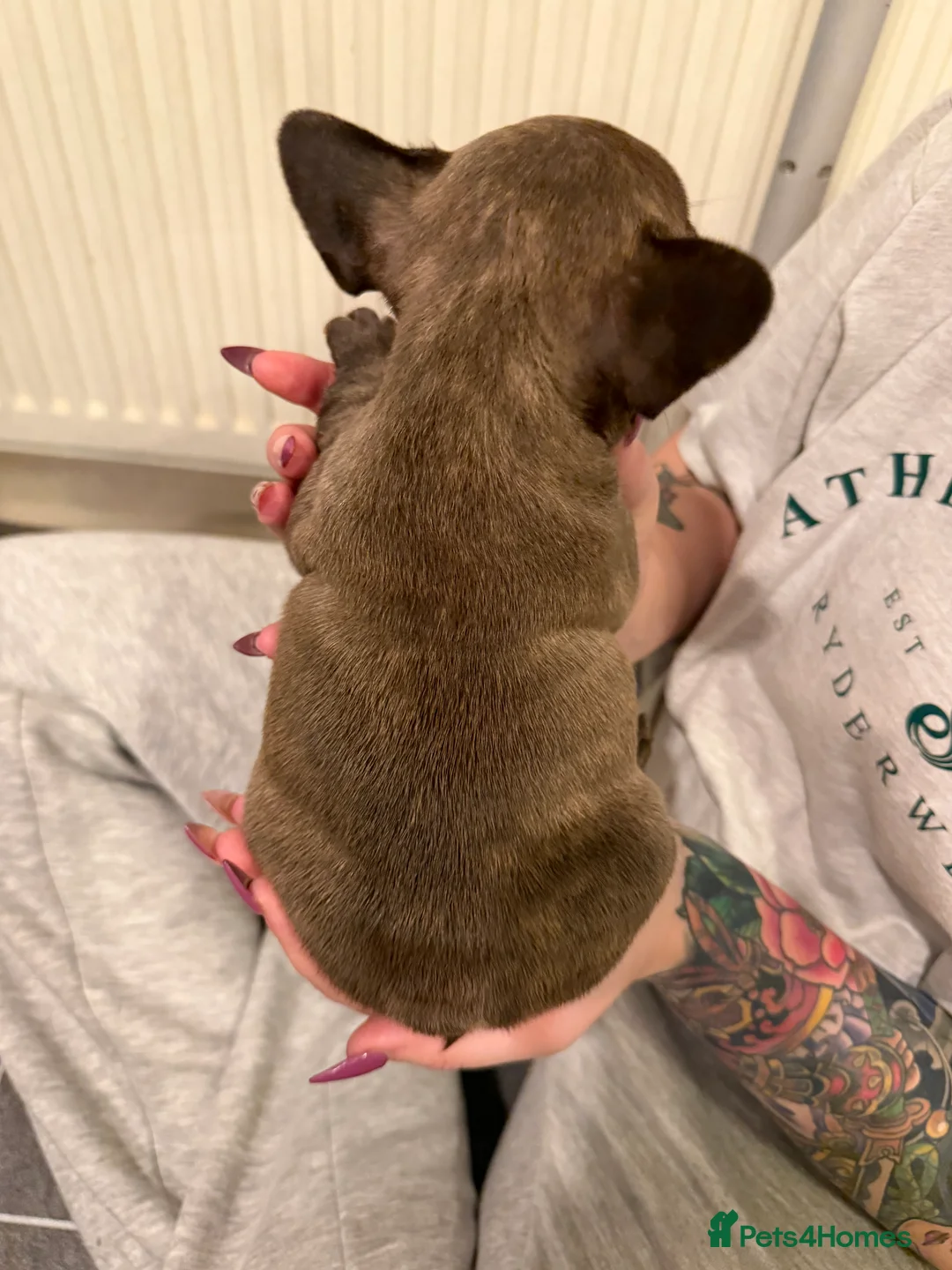 French Bulldog dogs for sale: Multiple colour litters coming in spring 🐶  - Advert 10