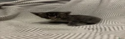 Domestic Shorthair cats for sale: Kittens looking for forever homes 4boys - Advert 6
