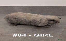 Mini Lop rabbits for sale: Exceptional Mini-Lops. Collect from: 25th October - Image 11