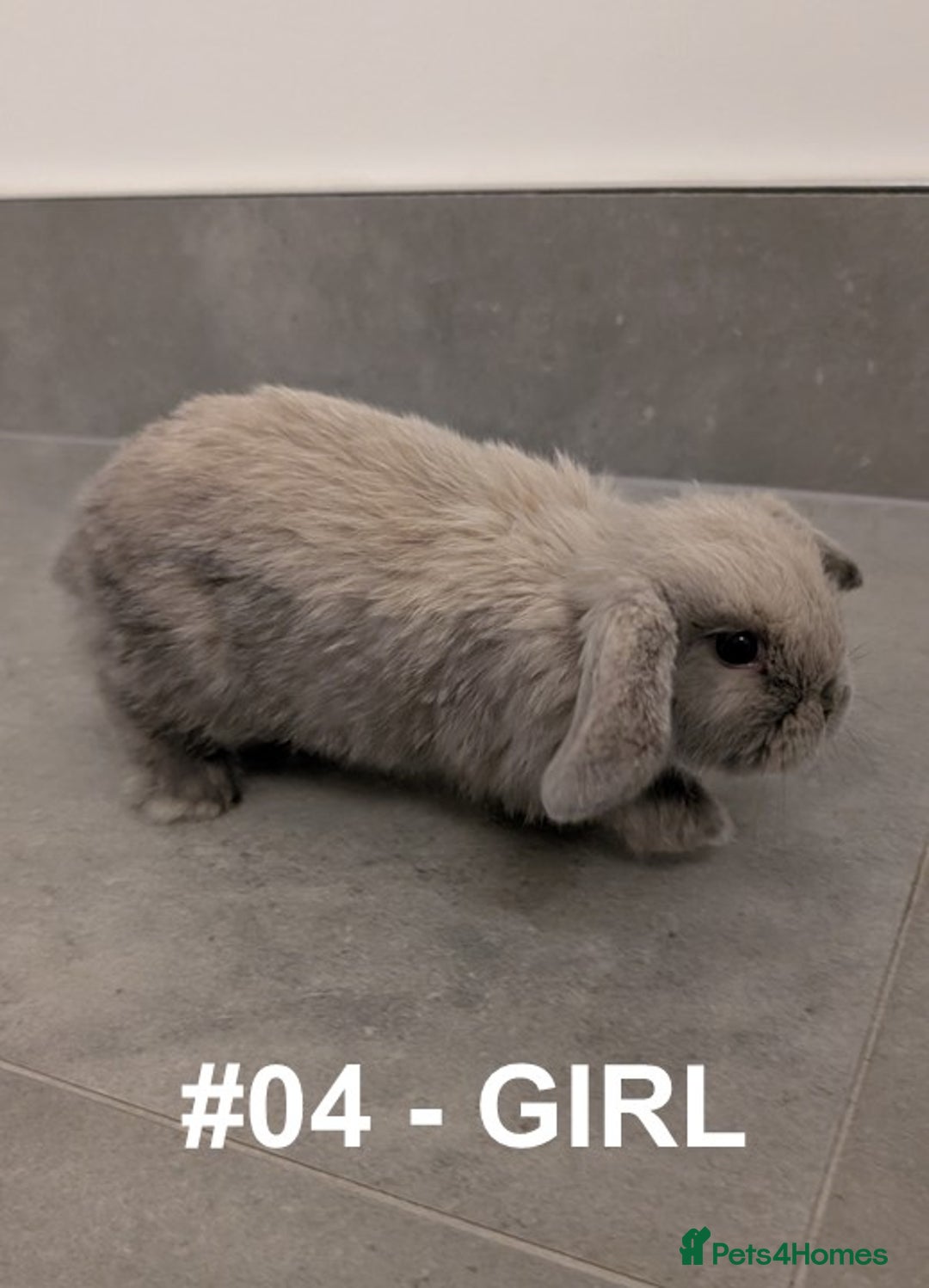 Mini Lop rabbits for sale: Exceptional Mini-Lops. Collect from: 25th October - Image 11