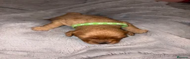 Green light ruby boy