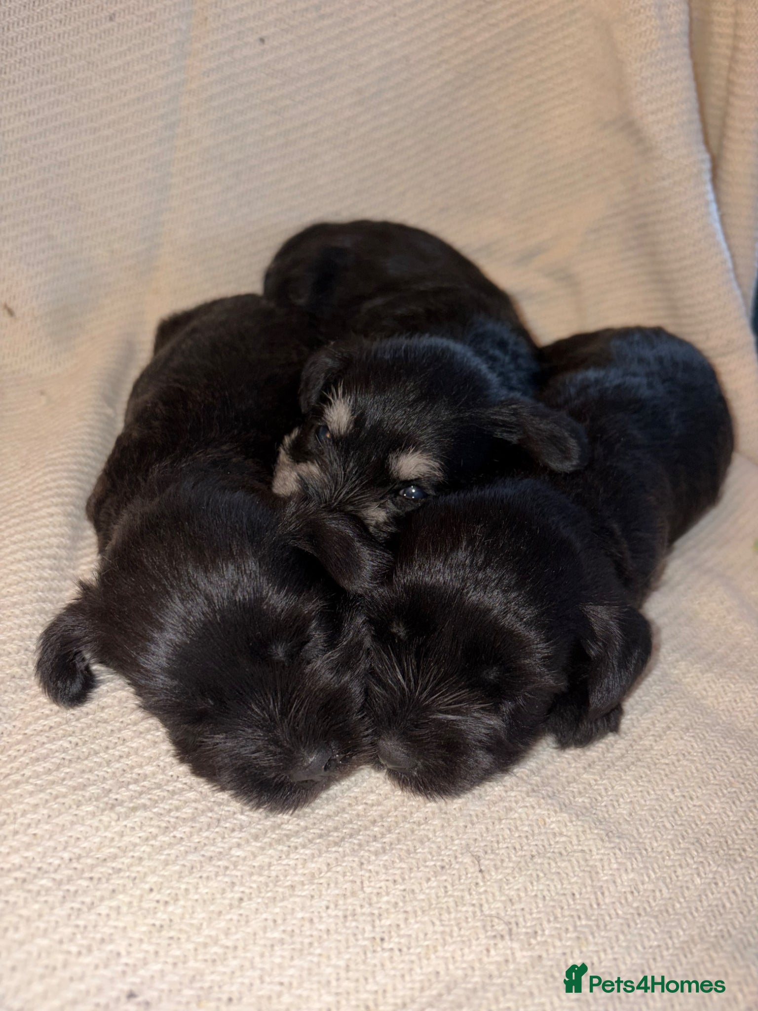 Miniature Schnauzer dogs 6 beautiful mini schnauzer for sale  - Advert 9