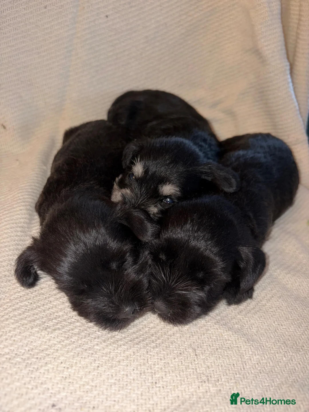 Miniature Schnauzer dogs for sale: 6 beautiful mini schnauzer for sale  - Advert 1