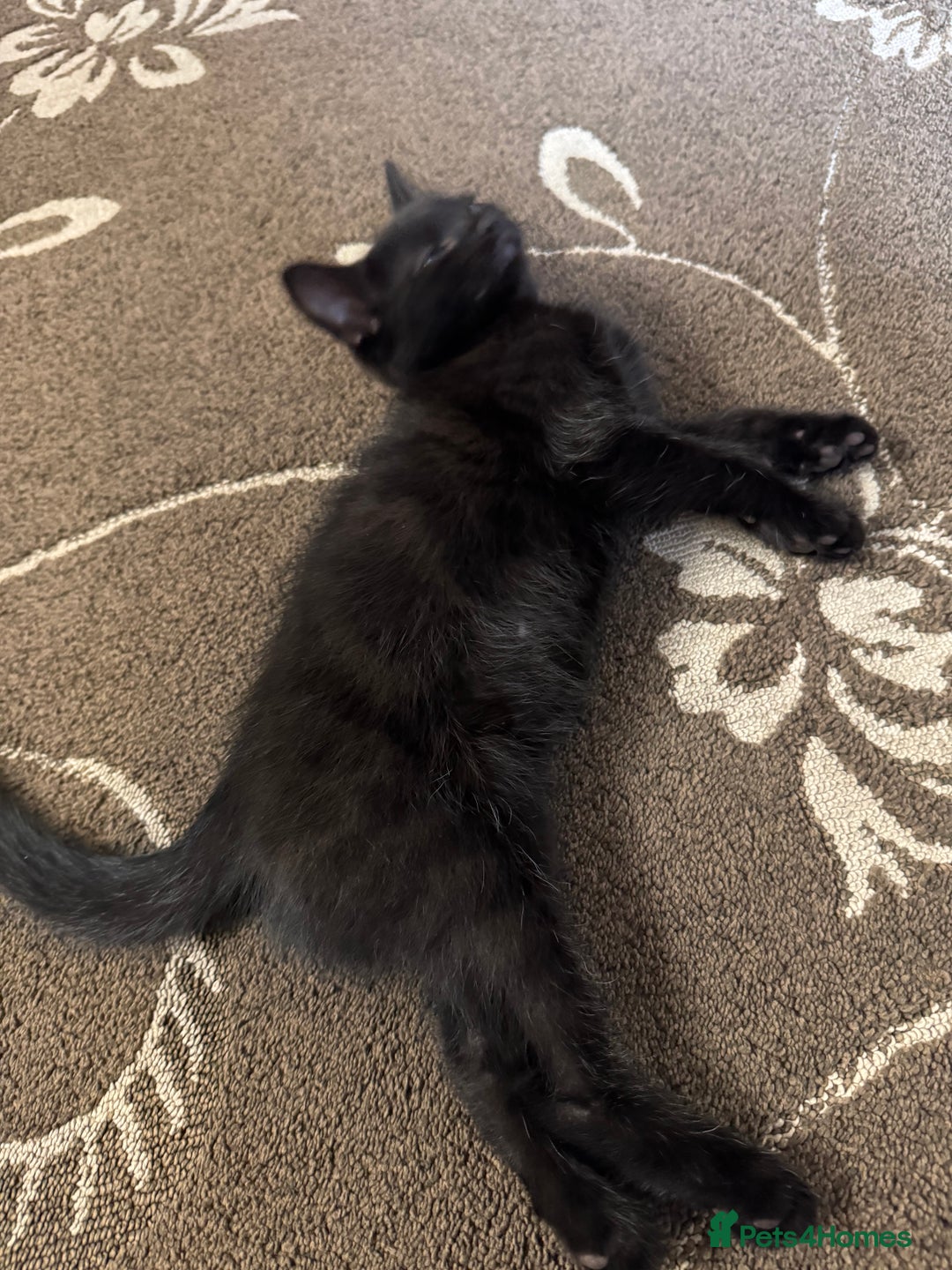 British Shorthair cats for sale: 1 BLACK MALE KITTEN FOR SALE - Image 4